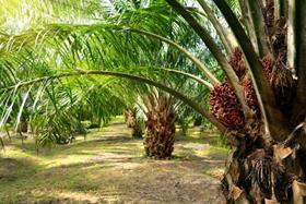 palm-oil-shutterstock